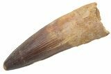 Huge, Real Spinosaurus Tooth - Excellent Quality! #214308-1